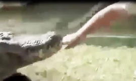 Video: Người đàn ông trả giá đắt vì ‘giỡn mặt’ với cá sấu