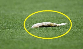 CĐV ném cá chết xuống sân ở bán kết Croatia - Anh