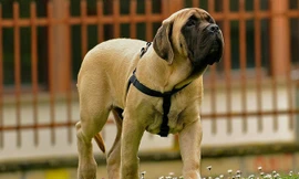 Top 10 giống chó có ngoại hình 'khủng' nhất thế giới