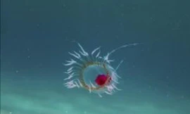  Top 10 loài động vật sống lâu nhất thế giới tự nhiên 