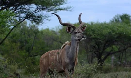 Những loài động vật lạ kỳ chỉ có thể tìm thấy ở châu Phi 