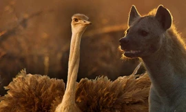 Đà điểu đại chiến linh cẩu để bảo vệ đàn con 