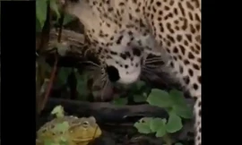 Chú ếch khiến báo gấm bỏ cuộc