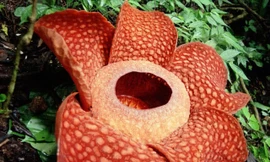 Top 10 loài hoa nặng mùi nhất thế giới