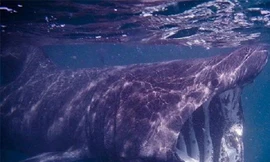 Những đặc điểm của loài cá mập khổng lồ có thân hình kỳ dị