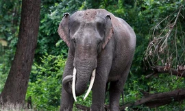 Ảnh minh hoạ: Internet