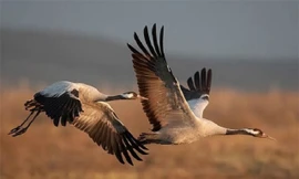 Top 10 loài chim bay cao nhất thế giới tự nhiên