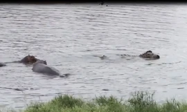 Hà mã tấn công cá sấu cứu ngựa vằn thoát chết ngoạn mục