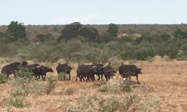 VIDEO: Đàn trâu rừng truy đuổi sư tử, cứu sống đồng loại