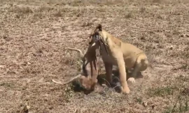 VIDEO: Sư tử trổ tài săn linh dương Gazelle
