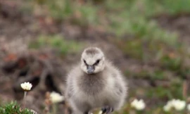 Hải âu non đối đầu với hoàn cảnh khắc nghiệt 