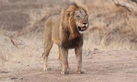 Sư tử đực 'dằn mặt' cá sấu để bảo vệ đàn