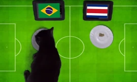 "Tiên tri" mèo đen dự đoán Brazil là đội giành chiến thắng.