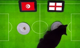 "Tiên tri" mèo Cass dự đoán Anh là đội chiến thắng trong cuộc chạm trán với Tunisia.