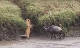 VIDEO: Những tình huống sư tử chết khiếp vì bị con mồi phản đòn
