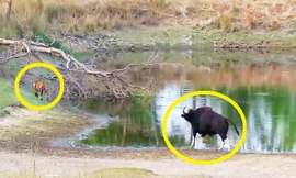 VIDEO: Sốc trước cảnh bò tót truy đuổi hổ