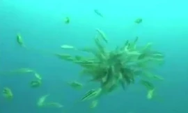 Bạch tuộc bị đàn cá xé xác