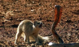 Màn đối đầu gay cấn giữa cầy Măng-gút và rắn hổ mang