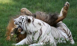 Tình bạn khăng khít giữa sư tử và hổ trắng