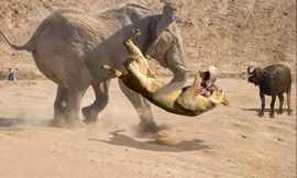 Voi ‘nghĩa hiệp’ giải cứu trâu rừng khỏi nanh vuốt sư tử