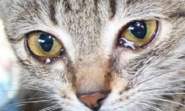 Loài mèo cũng biết khóc và nằm mơ