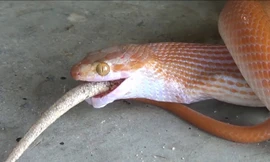 VIDEO: Rắn ăn tươi nuốt sống tắc kè