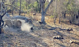 Sư tử bắt chó hoang con.