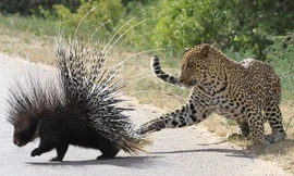 Báo hoa mai ác chiến với nhím khổng lồ.