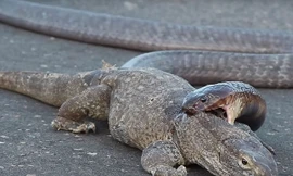 Rắn hổ mang đại chiến kỳ nhông ngay trên đường 