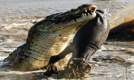 VIDEO: Pha săn mồi chớp nhoáng của ‘vua đầm lầy’