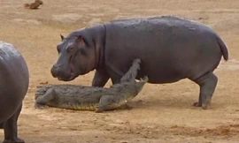 Đàn voi giải cứu cá sấu khỏi chú hà mã con 'tăng động'