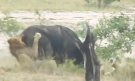 VIDEO: Trâu rừng tả xung hữu đột giữa vòng vây 2 của con sư tử