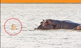 Cá mập bơi lạc vào vùng nước của hà mã