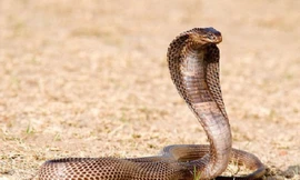 Kỳ đà bị rắn hổ mang chúa khổng lồ 'quây bắt'