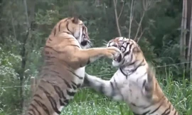 Những màn đánh nhau cực 'đỉnh' của con hổ bị nhốt trong sở thú