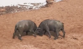 VIDEO: Màn húc nhau ác liệt giữa 2 con trâu rừng