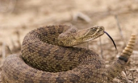 Rắn đuôi chuông nhận cái kết ‘đắng’ khi đi vào ổ cá sấu 