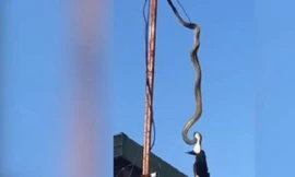 Rùng rợn cảnh trăn dài 3 mét săn mồi trên cột ăng-ten