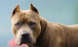 Chú chó tâng bóng điệu nghệ đến mức nhiều cầu thủ phải ghen tị