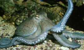 Màn đấu 'boxing' cực gay cấn giữa tôm tít và bạc tuộc