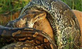 Nghẹt thở màn săn mồi và ăn thịt linh dương của trăn đá