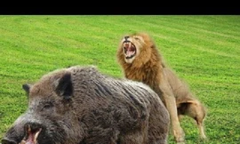 Sư tử di chuyển không tiếng động, lợn lòi bị tóm gọn