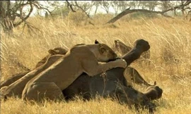 Sư tử đoạt mạng voi rừng.