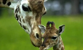 Loài động vật cao nhất thế giới và những sự thật thú vị