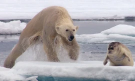 Màn săn phục kích và săn hải cẩu của gấu Bắc Cực