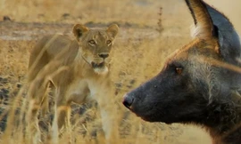 Sư tử tha chết cho chó hoang