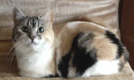 Mèo Anh lông dài, nguồn gốc và đặc điểm 