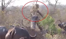 Sư tử 'chịu nhục' trước bầy trâu rừng