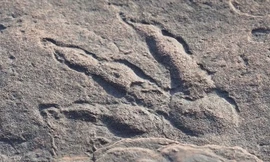 Dấu chân khủng long còn nguyên vẹn in trên đá.