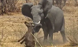 VIDEO: Voi ‘nổi điên’ sát hại trâu rừng con